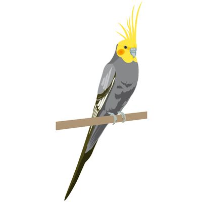 ADESIVO DECORATIVO CALOPSITA 5PC | COD FABR AN019 28504.39 ADESIVO DECORATIVO CALOPSITA 5PC | COD FABR AN019 28504.39