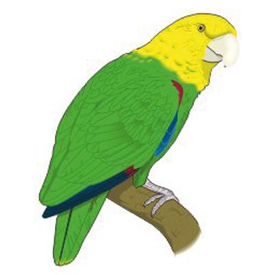 ADESIVO DECORATIVO PASSARO 5PC | COD FABR AN004 28504.58 ADESIVO DECORATIVO PASSARO 5PC | COD FABR AN004 28504.58